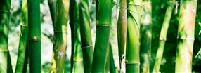 Kaikki mit haluat tiet bambusta