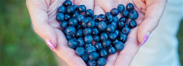 Siksi mustikat ovat niin terveellisi