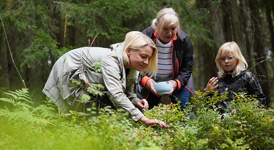 Eri ikisi ihmisi kermss marjoja metsss ongelmitta.