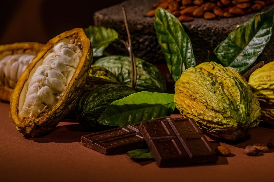 Tumma suklaa ja kaakaopavut kaakaomassassa. Tumma suklaa ja kaakaopavut kaakaomassassa.