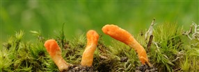 Kaikki cordyceps-sienest