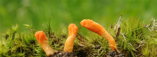 Kaikki cordyceps-sienest