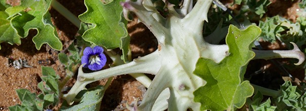 Paholaisen kynsi - muinainen l��kekasvi  