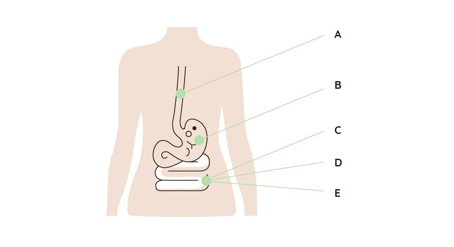 Illustration av matspj�lkningskanalen som visar hur Probiotic Premium-kapseln tar sig fr�n matstrupen (A) genom mags�cken (B�C) och vidare till tunntarmen (D) och tjocktarmen (E), d�r bakterierna �verlever och fr�mjar tarmh�lsan.