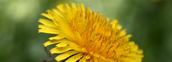 Voikukasta on moneksi