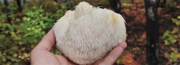 Kaikki suositusta Lions mane -sienest
