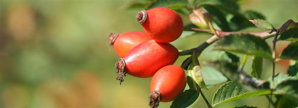 Ruusunmarjojen terveysominaisuudet