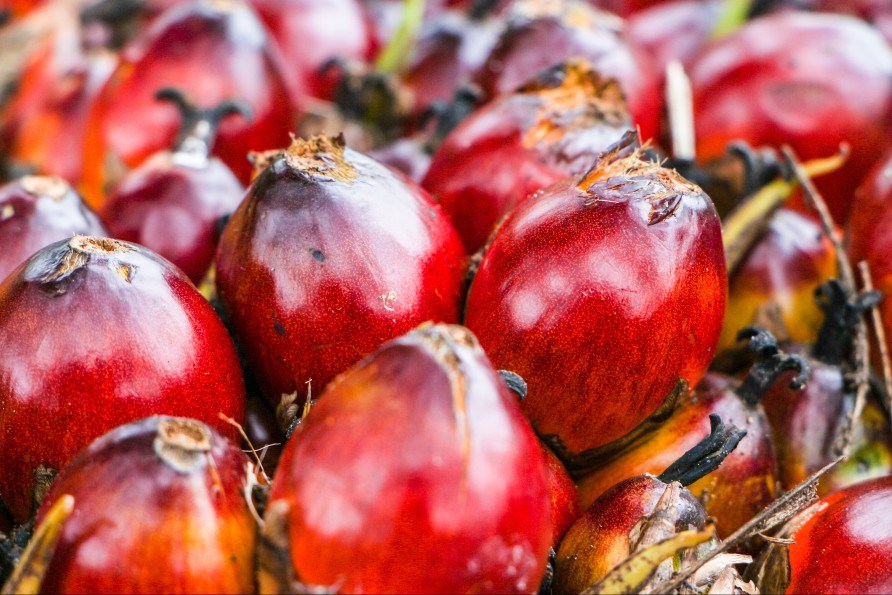 Hedelmt amerikkalaisesta palmu Elaeis oleiferasta.