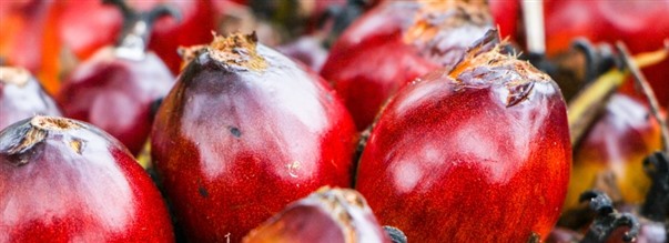 Batanaljy - ihmeljy hiustenhoitoon ja ihon hyvinvointiin