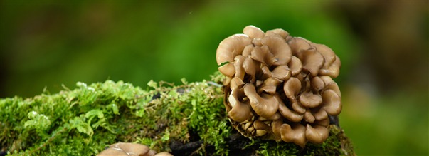 Kaikki maitakesta, ravinteikkaasta ruokasienest�